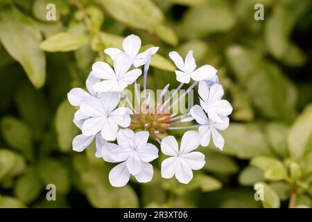 Plumbago auriculata, auch bekannt als Blauer Plumbago, Cape Plumbago, Cape Leadwort Stockfoto