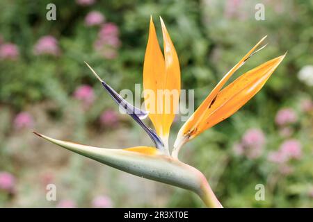 Strelitzia reginae, bekannt als Paradiesvogel, Kranlilie, Kranzblume, Vogel der Paradiesblume Stockfoto