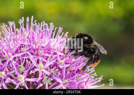 Allium rosenbachianum, auch als Zierlauge im Frühling mit Hummeln bekannt Stockfoto