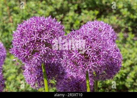 Allium christophii x Allium macleanii, „Globemaster“, Zierzwiebel, persische Zwiebel Stockfoto