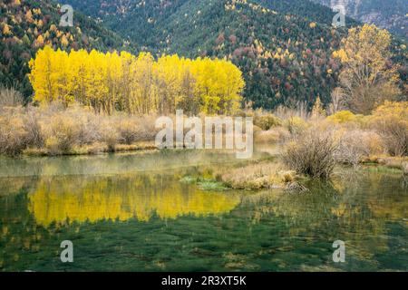 Gruppe von alamos im Reservoir Pineta, Populus Alba, Tal Pineta, Nationalpark Ordesa und Monte Perdido, Provinz Huesca, Autonome Gemeinschaft Aragon, Bergkette der Pyrenäen, Spanien, europa. Stockfoto