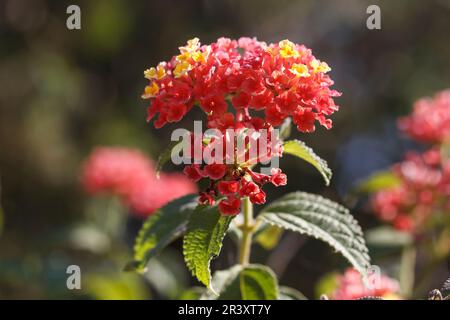 Lantana camara, bekannt als spanische Flagge, West Indian lantana Stockfoto