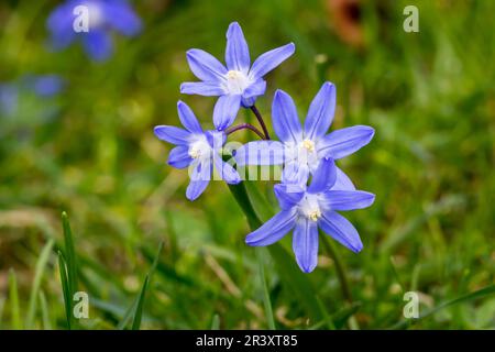 Scilla siberica, auch bekannt als Sibirianer Squill, Holzsquill, Squill im Frühling Stockfoto