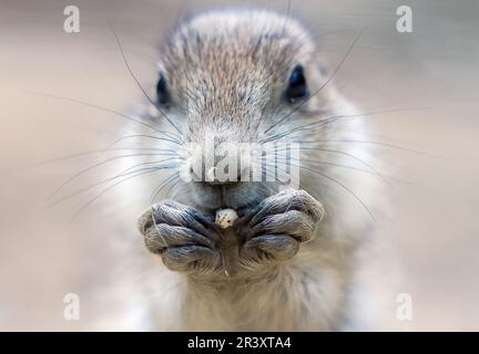 Berlin, Deutschland. 25. Mai 2023. Ein junger Präriehund schaut in die Kamera im Tierpark Berlin. Die Nagetiere sind ursprünglich in den Prärien Nordamerikas zu Hause. Kredit: Gerald Matzka/dpa/Alamy Live News Stockfoto