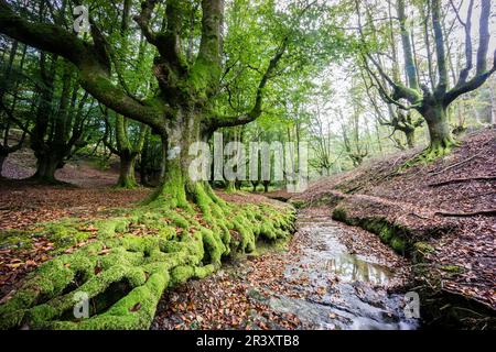 Hayedo de Otzarreta, Fagus Sylvatica, Parque natural Gorbeia, Alava - Vizcaya, Euzkadi, Spanien. Stockfoto