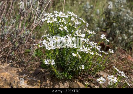 Iberis sempervirens, bekannt als Candytuft, Evergreen Candytuft, Perennial Candytuft, Candy Senf Stockfoto