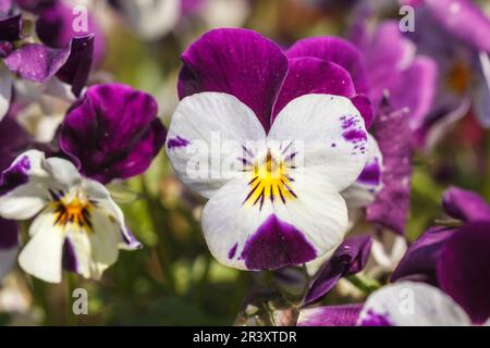 Viola-cornuta-Hybrid, „White Purple Wing“, auch bekannt als Horned Pansy, Horned Violet, Johnny-Jump-Up Stockfoto