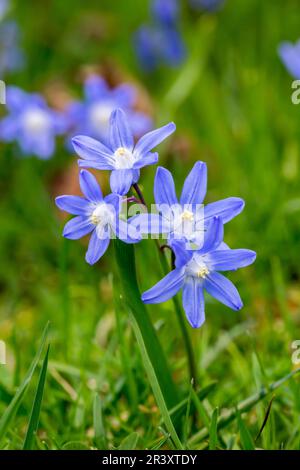 Scilla siberica, auch bekannt als Sibirianer Squill, Holzsquill, Squill im Frühling Stockfoto