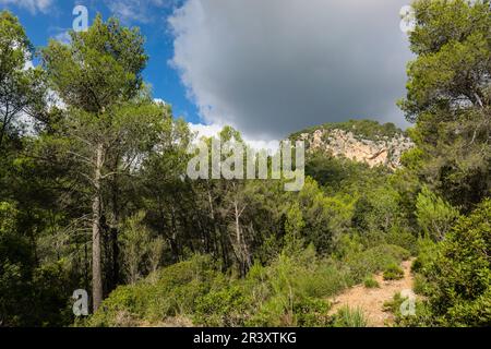 Pinar de Canet, Pinus halepensis, Moleta de Son Cabaspre, Esporles, Sierra de Tramuntana, Mallorca, Balearen, Spanien. Stockfoto