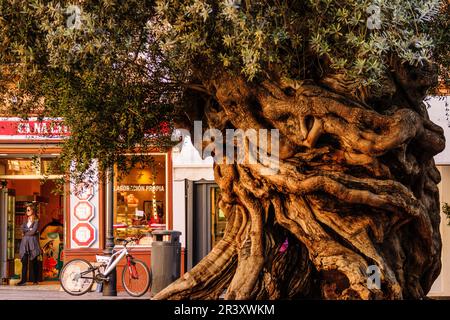 Olivo de Cort, Olea europaea var. Europaea, Palma, Mallorca, Balearen, Spanien, Europa. Stockfoto