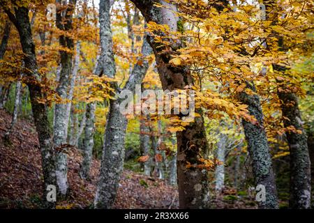 Tejeda de Tosande. Naturpark Fuentes Carrionas Stockfoto