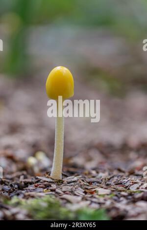 Bolbitus vitellinus (Bolbitius titubans), auch bekannt als Gelbe Feldkappe Stockfoto