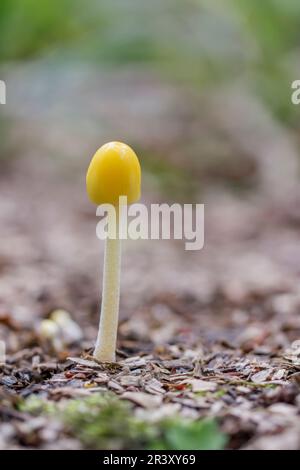 Bolbitus vitellinus (Bolbitius titubans), auch bekannt als Gelbe Feldkappe Stockfoto