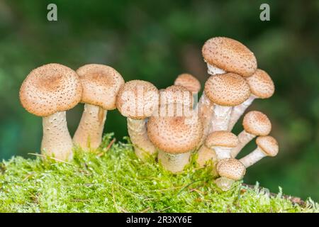 Armillaria solidipes, Syn. Armillaria ostoyae, auch Honigpilz genannt, dunkler Honigpilz Stockfoto
