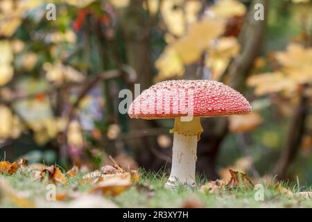 Amanita muscaria, bekannt als Fly Agaric, Fly Amanita, Fly Pilz Stockfoto