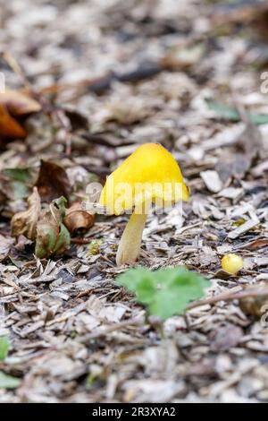 Bolbitus vitellinus (Bolbitius titubans), auch bekannt als Gelbe Feldkappe Stockfoto