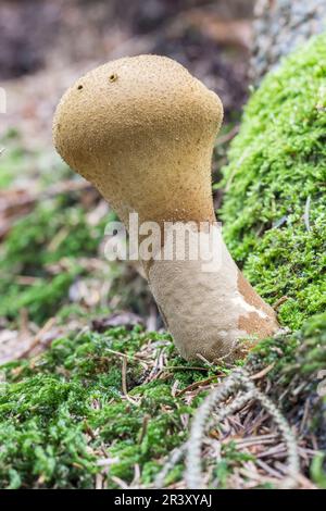 Lycoperdon excipuliforme, Syn. Calvatia excipulfirmis, bekannt als Pestle Puffball Stockfoto