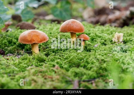 Chalciporus piperatus, Syn. Boletus piperatus, auch bekannt als der pfeffrige Bolete Stockfoto