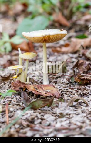 Bolbitus vitellinus (Bolbitius titubans), auch bekannt als Gelbe Feldkappe Stockfoto