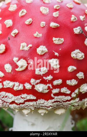 Amanita muscaria, bekannt als Fly Agaric, Fly Amanita, Fly Pilz Stockfoto