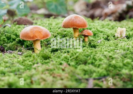 Chalciporus piperatus, Syn. Boletus piperatus, auch bekannt als der pfeffrige Bolete Stockfoto