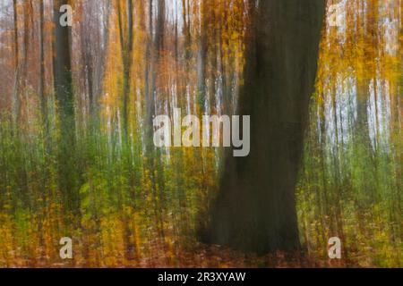 Fotowischer (Wischtechnik), ein Schuss in einem Buchenwald im Autum Stockfoto