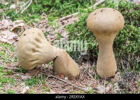 Lycoperdon excipuliforme, Syn. Calvatia excipulfirmis, bekannt als Pestle Puffball Stockfoto