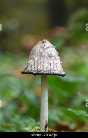 Coprinus comatus, bekannt als Shaggy-Mähne, Anwaltsperücke, Shaggy-Tintenkappe, Shaggs Perücke Stockfoto
