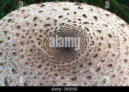 Macrolepiota procera (Mastocephalus procera, Lepiota procera), auch bekannt als Parasolpilz, Parasol Stockfoto