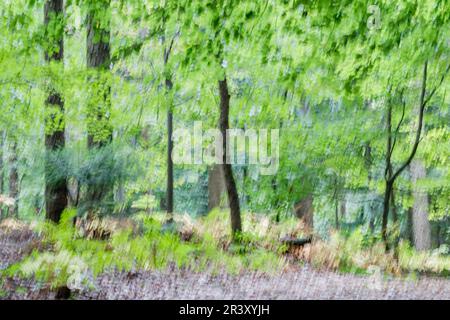 Fotowischer (Wipe-Technik), Blick auf einen Buchenwald in Niedersachsen Stockfoto