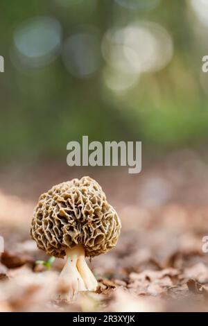 Morchella esculenta, bekannt als Gemeine Morchel, Gelbe Morchel, echte Morchel, Morchel-Pilz, Schwammmorchel Stockfoto