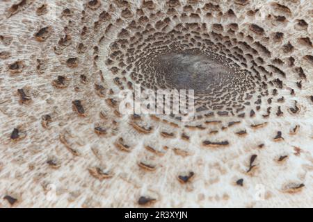 Macrolepiota procera (Mastocephalus procera, Lepiota procera), auch bekannt als Parasolpilz, Parasol Stockfoto