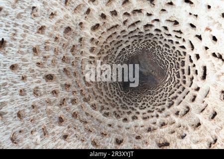 Macrolepiota procera (Mastocephalus procera, Lepiota procera), auch bekannt als Parasolpilz, Parasol Stockfoto