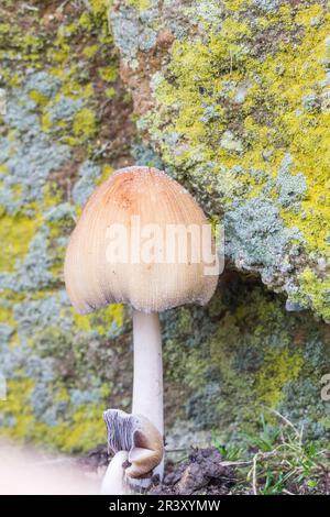 Coprinellus micaceus (Coprinus micaceus), auch bekannt als Glimmerkappe, glänzende Kappe, glänzende Tintenkappe Stockfoto