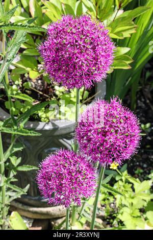 Nahaufnahme von drei Allium-Blumenköpfen, oft Zierzwiebeln genannt Stockfoto