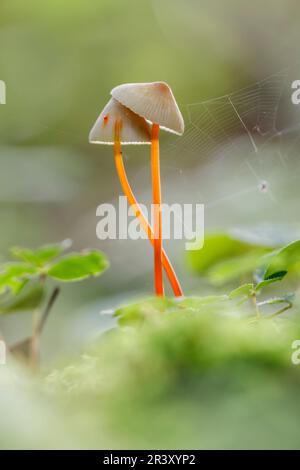 Mycena crocata, bekannt als Saffrondrop-Haube, Saffon-Drop-Haube im Herbst Stockfoto