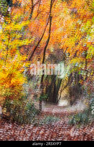 Fotowischer (Wischtechnik), ein Schuss in einem Buchenwald im Autum Stockfoto