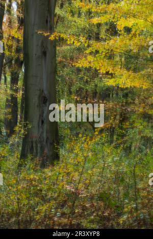 Fotowischer (Wischtechnik), ein Schuss in einem Buchenwald im Autum Stockfoto