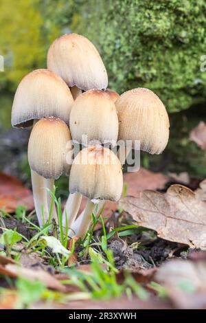 Coprinellus micaceus (Coprinus micaceus), auch bekannt als Glimmerkappe, glänzende Kappe, glänzende Tintenkappe Stockfoto