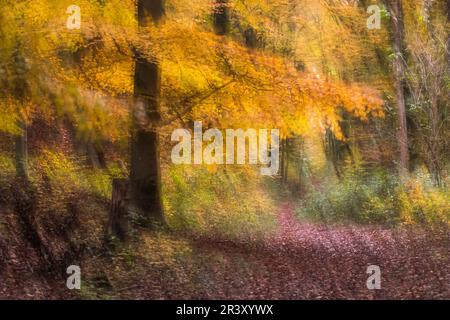 Fotowischer (Wischtechnik), ein Schuss in einem Buchenwald im Autum Stockfoto