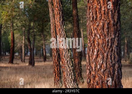 Harzextraktion in einem Pinus pinaster-Wald Stockfoto