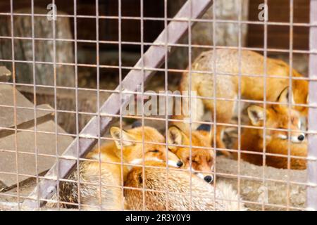 Zwei Fennek-Füchse, die miteinander schlafen. Rotfuchs, Vulpes vulpes, kleine junge Jungen. Süße kleine wilde Raubtiere in natürlicher Umgebung. Bruderschaft der Tiere Stockfoto