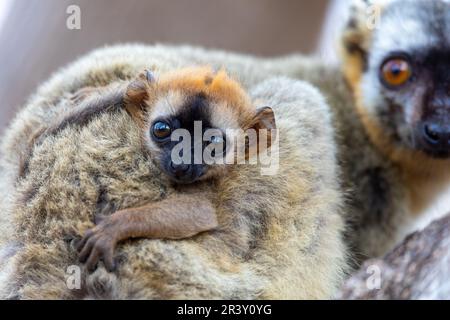 Rote Lemur, Eulemur Rufifrons, Madagaskar Wildtiere. Stockfoto