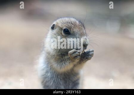 Berlin, Deutschland. 25. Mai 2023. Ein junger Präriehund im Tierpark Berlin. Die Nagetiere sind ursprünglich in den Prärien Nordamerikas zu Hause. Kredit: Gerald Matzka/dpa/Alamy Live News Stockfoto