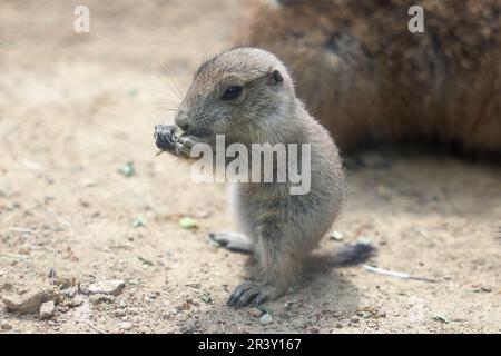 Berlin, Deutschland. 25. Mai 2023. Ein junger Präriehund im Tierpark Berlin. Die Nagetiere sind ursprünglich in den Prärien Nordamerikas zu Hause. Kredit: Gerald Matzka/dpa/Alamy Live News Stockfoto