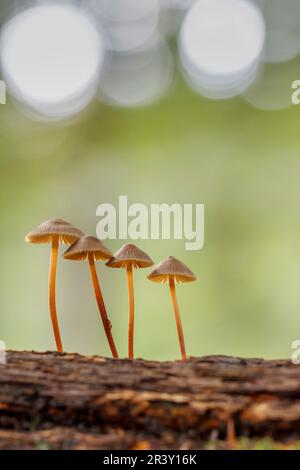 Mycena crocata, bekannt als Saffrondrop-Haube, Saffon-Drop-Haube im Herbst Stockfoto