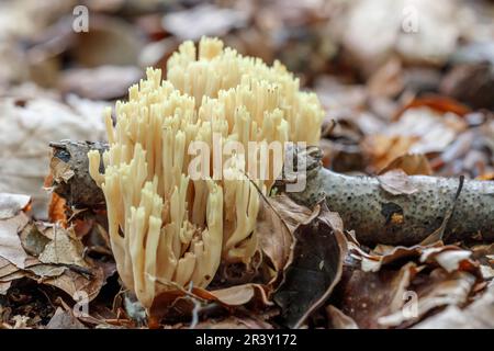 Ramaria stricta, bekannt als Upright Coral, Strict-Branch Coral, Coral Pilze Stockfoto