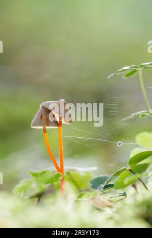 Mycena crocata, bekannt als Saffrondrop-Haube, Saffon-Drop-Haube im Herbst Stockfoto