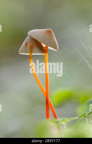 Mycena crocata, bekannt als Saffrondrop-Haube, Saffon-Drop-Haube im Herbst Stockfoto