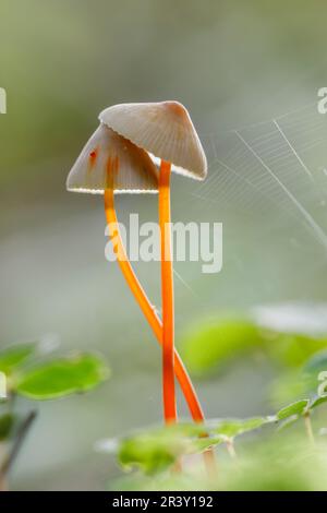 Mycena crocata, bekannt als Saffrondrop-Haube, Saffon-Drop-Haube im Herbst Stockfoto